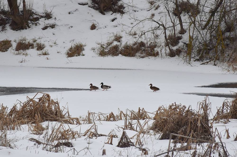 Студенты и учёные НИУ «БелГУ» приняли участие во Всероссийской акции «Серая шейка-2022» События НИУ «БелГУ» студенты и учёные ниу «белгу» приняли участие во всероссийской акции «серая шейка-2022»